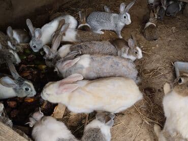 ucuz toyug: Satılır,meşə dovşanı ilə calaqları olub, ağ və boz ətlikqırmızı göz — 1