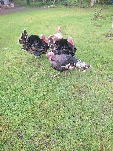 ev itləri ucuz: Erkək, Damazlıq — 2