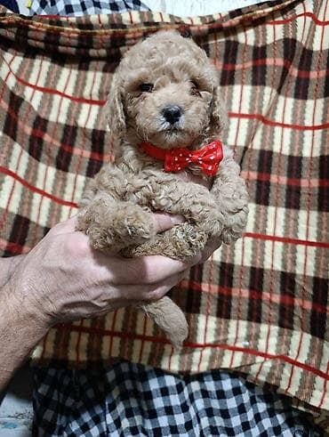 alabaý itleri: Pudel — 4