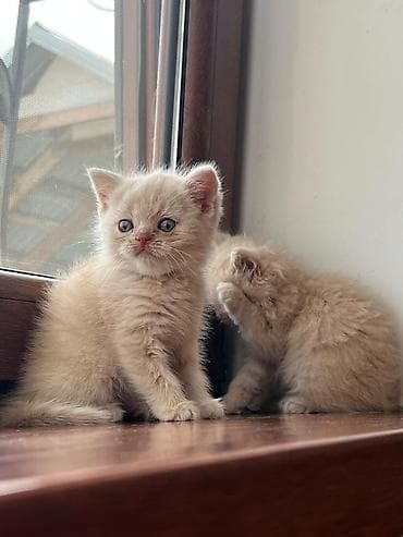 mingəcevir pişik: Şotland — 7