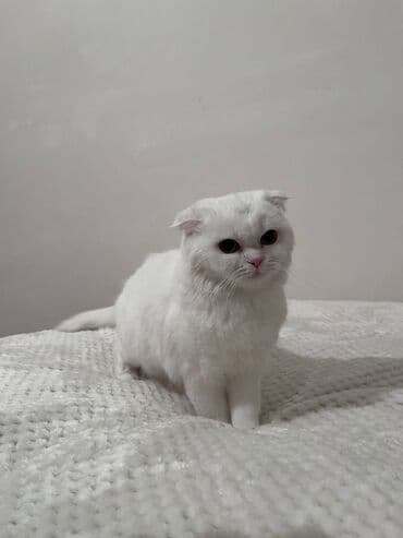 pişik geyimləri: Şotland yastı qulaq, Dişi — 3