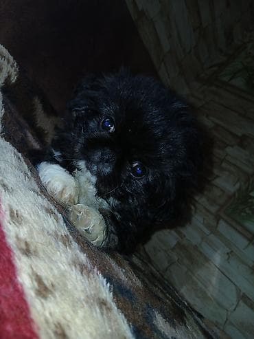 heyvanlar: Pekines — 7
