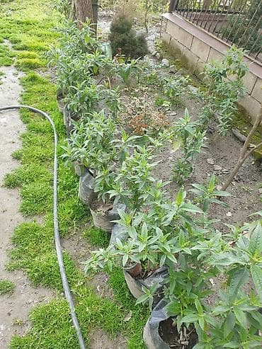 ot bicən satışı: Bəzək kolları və iynəyarpaqlı topiarilər – landşaft üçün - — 6