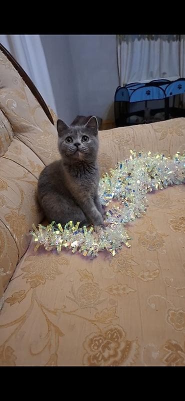 pisik qablari: Dişi — 1