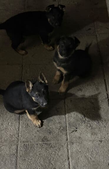 Alman çoban iti, 1 ay, Dişi, Ünvandan götürmə