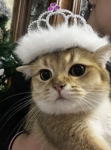 Lincoln: Золотая шиншилла, Самец, В добрые руки, Самовывоз, Бесплатная доставка — 3