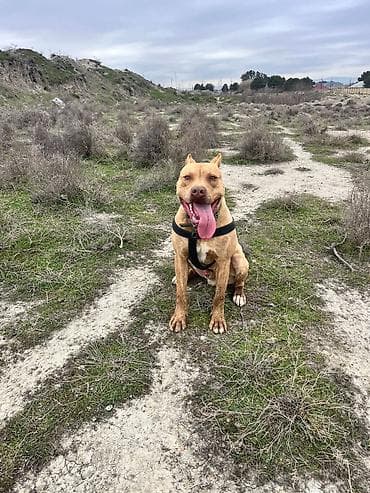 pitbul balası: Pitbul, 1 ay — 2