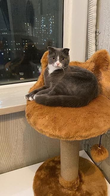 Digər heyvanlar: Britan — 5