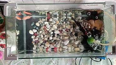 Akvaryum komplekti - Şüşə akvarium: düzbucaqlı, yanlarında