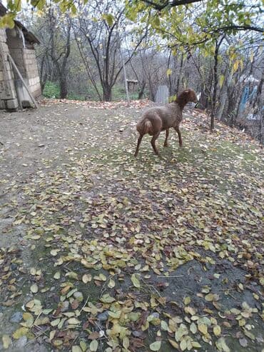 toyuq şəkilləri: Qoyun – yerli ətlik quyruqlu cins - Rəng: tünd qəhvəyi - Quyruqlu — 3