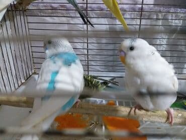 cocker spaniel qiymeti: Quşlar 10azn.akiv saglamdilar — 3