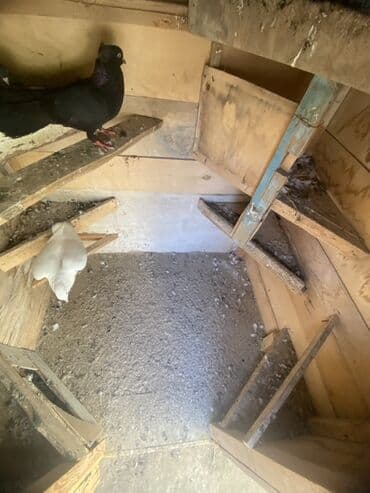 клетка для попугаев: Taxtadan hazırlanmış göyərçin yuvası, dam örtüyü ilə təchiz — 8