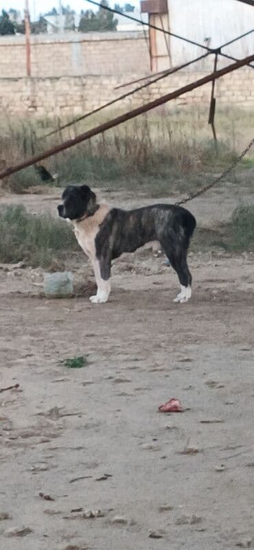 it davası: Alabay, 2 il, Erkek, Peyvəndli, Rayonlara çatdırılma — 7