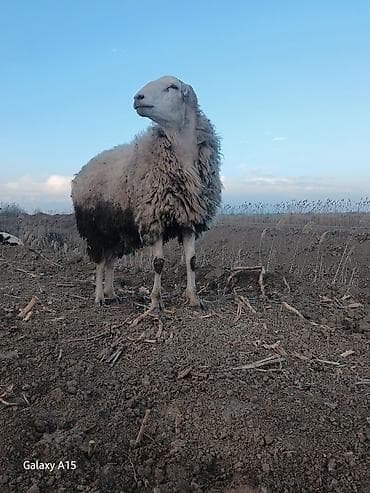 Qoç satìlir Qiymet:Razılaşmaynan
