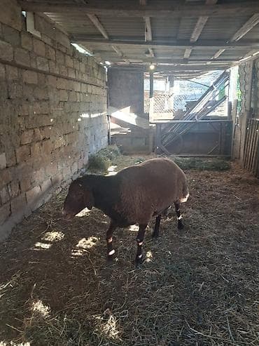 gergedan böceği satış: Qızıl qulaq qoç satılır ümumi çəkisi 100 kilodu 1 yaş 7 ayliqdir — 2