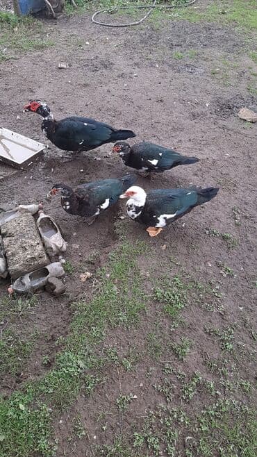 Erkək, | Lal ördək, Damazlıq