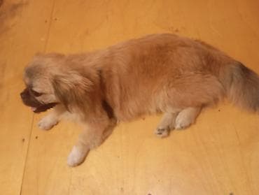 pişik ev: Pekines — 2