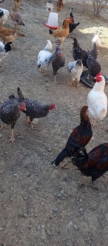 Xarkov 4 ayliq toyuqu xoruzu tam sağlam vaksinleri vitaminleri