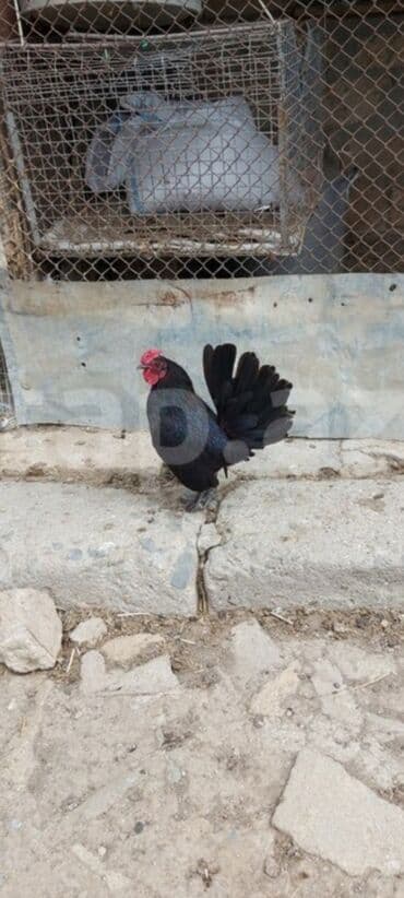 cins inekler azerbaycanda: Salam yaponka xorzu satlır akdiv xoruzdu riyal alıcıya qiymetde — 1