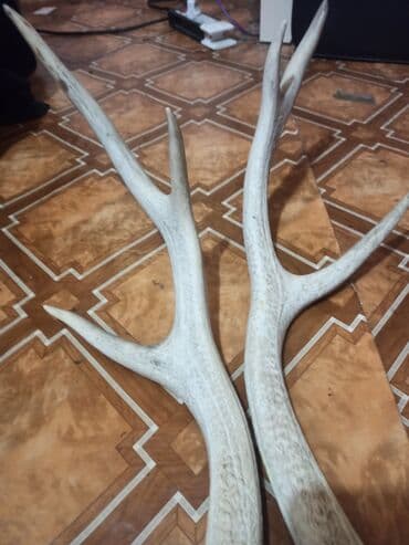 kecibuynuzu behmezi kisiler ucun: Təbi maral buynuzu. şekilleri çekilib yaxindan baxa bilersiz düzelme — 2