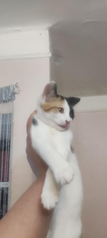 tap az pisik: Yaxşı əllərə — 2