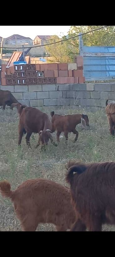 simmental inək cinsi: Dişi, il: 1, Südlük, Ünvandan götürmə — 2