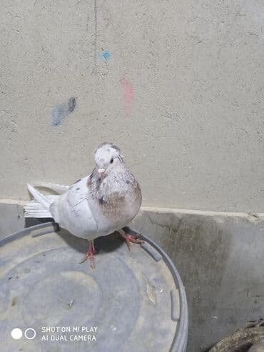 şahin quşunun qiyməti: Maştağadadir. Növ — 4