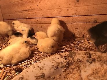 Brama cuceleri 3 gunluk