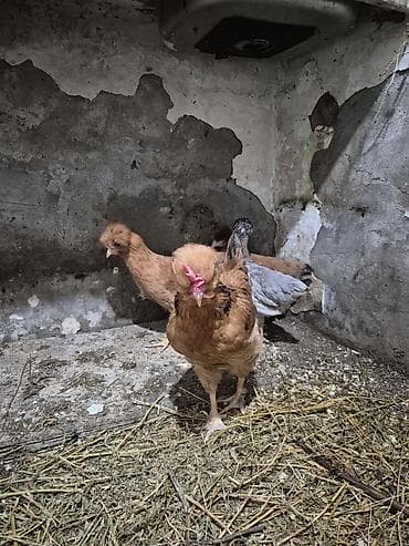 kend toyuqlari: Toyuq, Damazlıq — 7