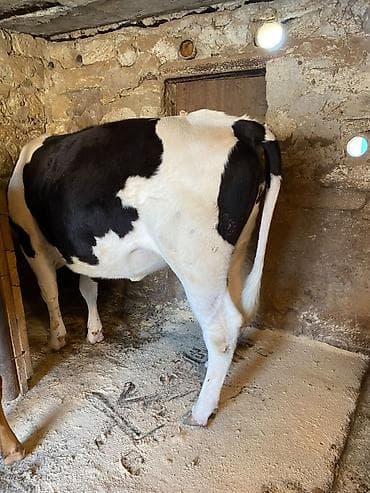 Damazlıq danalardır qəssəb alverçi narahat edmesin İvanovka 1.6 il ağ — 3