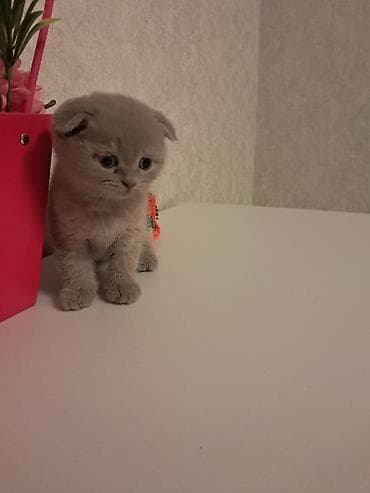 fold: Şotland yastı qulaq, Erkək, Dişi, Yaxşı əllərə, Ünvandan götürmə, Pulsuz çatdırılma, Ödənişli çatdırılma — 4