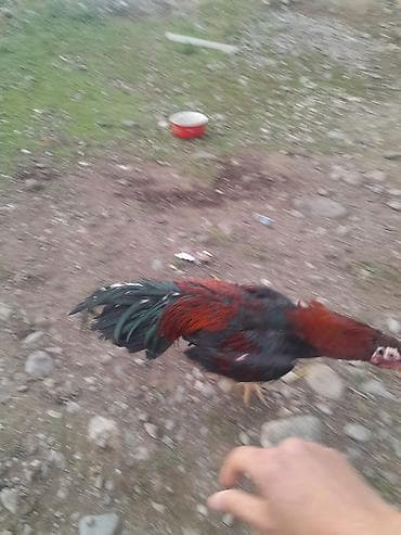 tap.az it satisi: Xoruz, il: 1, Ödənişli çatdırılma — 3