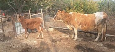 inək neçə aya doğur: 18 l süd verən maldı özüdə təzə kəlyə gəlib yaxşı yem versən artığ da — 1