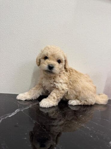 где можно купить собаку мальтипу: Pudel — 10