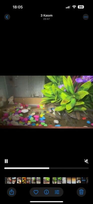 qoyun satılır: Kütüm balıqlar yerim valaca oldugu üçün satoram 18-17 edəddir təcili — 4