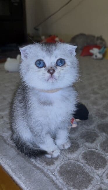 Gəmiricilər: Şinşilla — 1