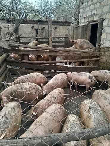 gence heyvan: Real alici narahat elesin — 1