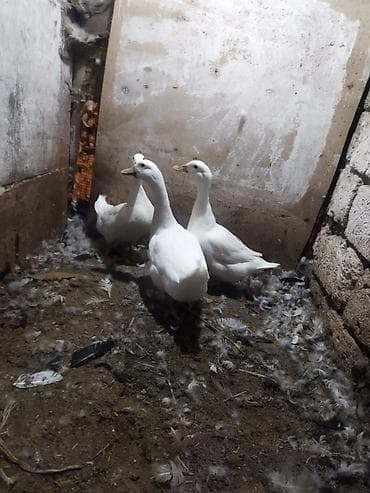 ağ xaski: Satılır: Ağ ördəklər (3 baş) - Rəng: tam ağ lələklər - Gaga: açıq — 3