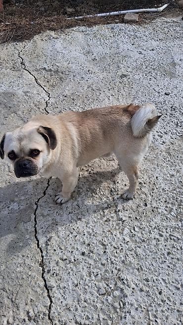 barter itlə: Mops, 1 il, Erkek — 5