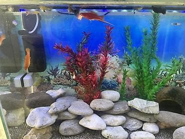 yumru akvariumlar: Dördbucaq akvarium, Balıqlarla birlikdə, 90 l, Ödənişli çatdırılma — 6