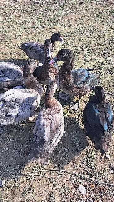 Erkək, | Macar, Damazlıq, Pulsuz çatdırılma lalafo.az -da Erkək, | Macar, Damazlıq, Pulsuz çatdırılma