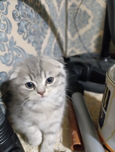 американский вислоухий кот: Шотладская вислоухая — 3