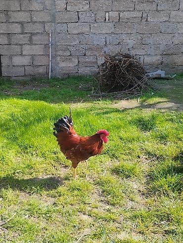Atlar: Təsvir: - Qırmızı-qara rəngli, iri daraqlı və quyruğu parlaq tüklü — 1