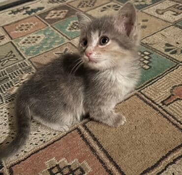 ordək balası və cucə: Yaxşı əllərə — 1