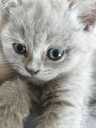 heyvan geyimleri: Şotland, Dişi — 7