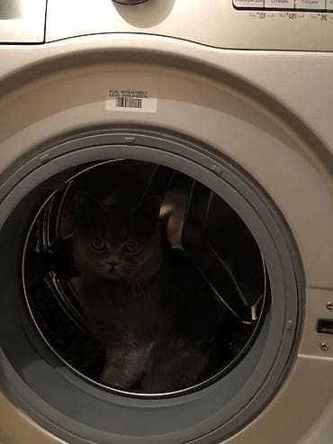 ağ pişikler: Britan, Erkək, Cütləşmə üçün — 2