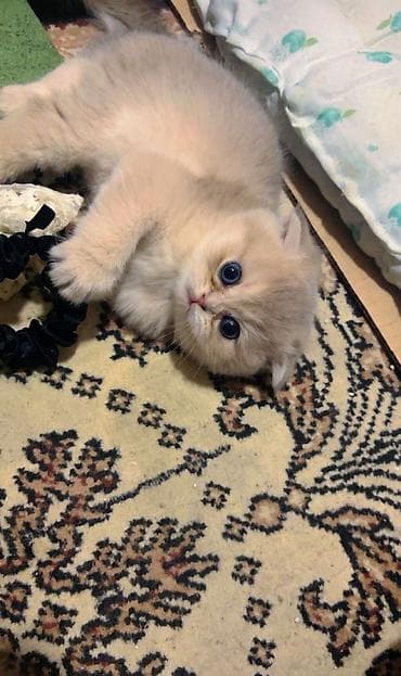 arpa bugda satisi: Şinşilla, Erkək, Dişi — 8