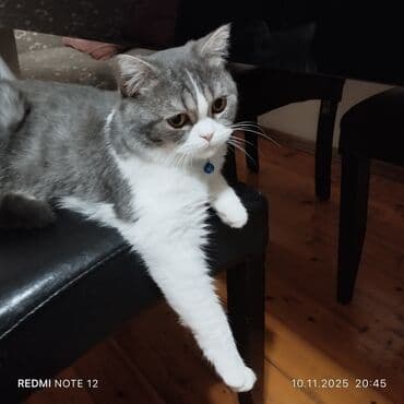 Çaydanlar: Britan — 3