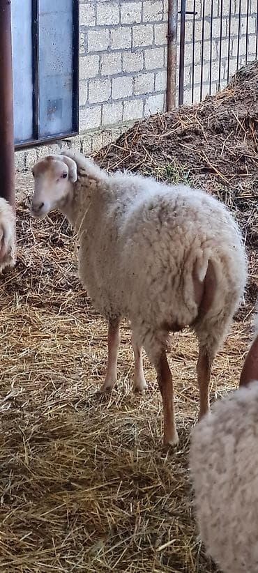 gozel pisik sekilleri: Heyvanlar satılır qoc balasız cavan qoyunlar 10 aylıg erkəy dişi — 8