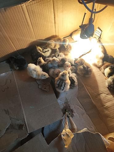 inkubator cucesi: Müxtəlif rənglərdə cücələr. Qəhvəyi, sarı və qarışıq lələk rənglərinə — 4